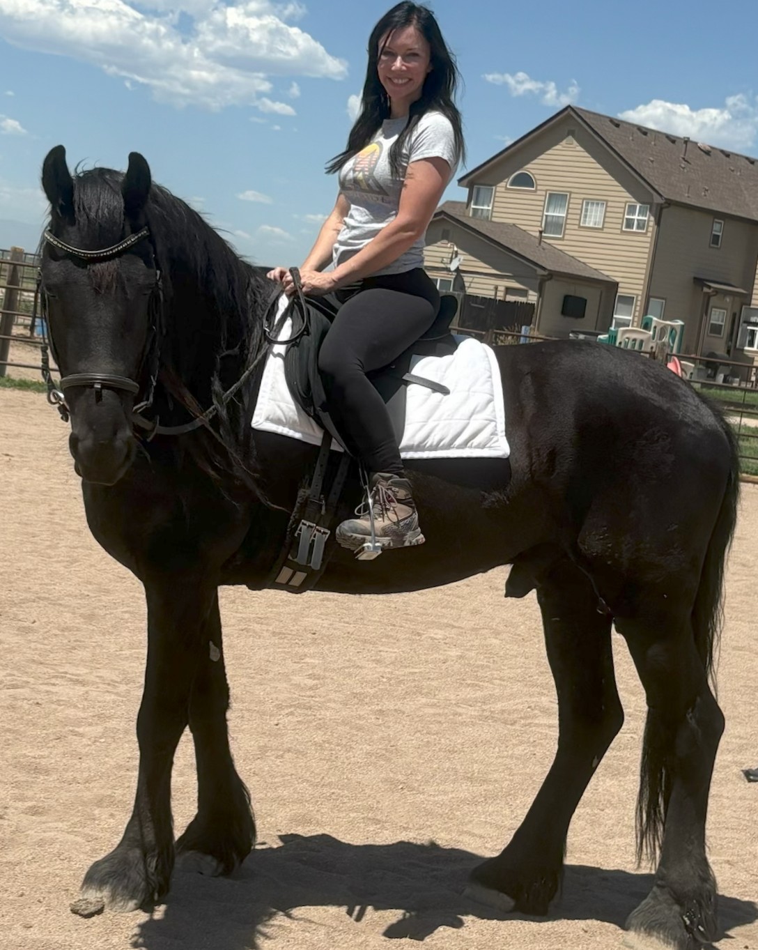Friesian MASON - Sold